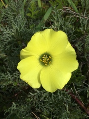 Grielum grandiflorum