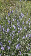 Verbena xutha