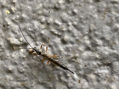 Clistopyga recurva