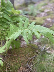 Osmunda claytoniana