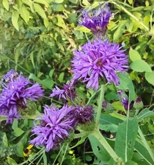 Vernonia baldwinii