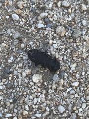 Phloeodes diabolicus