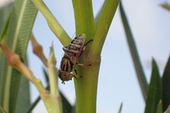 Eristalinus megacephalus