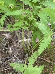 Osmunda claytoniana