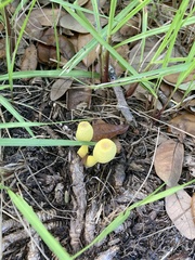 Leucocoprinus birnbaumii image
