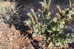 Phacelia integrifolia