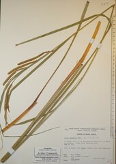 Carex aquatilis substricta