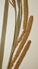 Carex aquatilis substricta