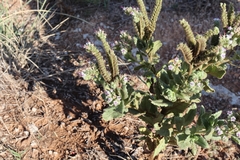 Phacelia integrifolia
