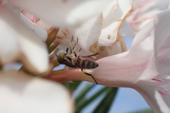 Eristalinus megacephalus