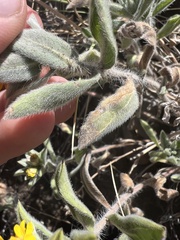 Heterotheca hirsutissima