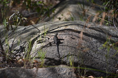 Sceloporus occidentalis longipes