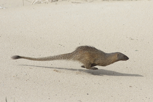 Egyptian Mongoose, photo 5 of 9