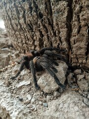 Aphonopelma chalcodes