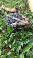 Rhinella