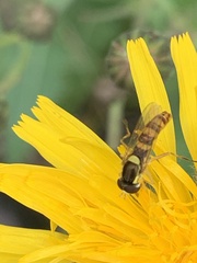 Sphaerophoria philanthus