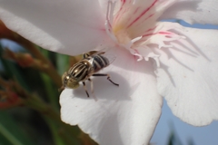 Eristalinus megacephalus