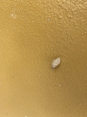 Bulimulus bonariensis