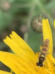 Sphaerophoria philanthus