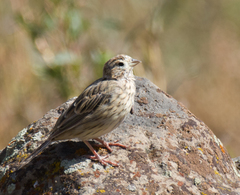Emberiza calandra
