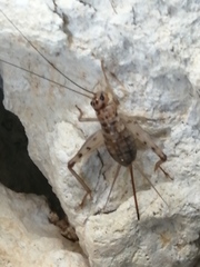 Gryllomorpha dalmatina