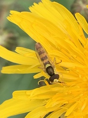 Sphaerophoria philanthus