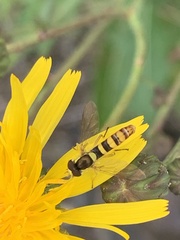 Sphaerophoria philanthus