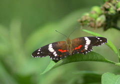 Anartia fatima colima