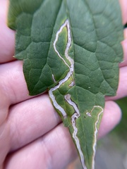 Phyllocnistis vitifoliella