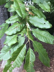 Oxydendrum arboreum