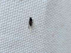 Tuberolachnus salignus