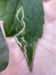Phyllocnistis vitifoliella