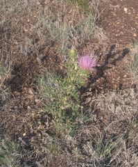 Cirsium ochrocentrum