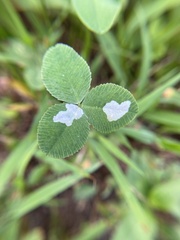 Porphyrosela minuta