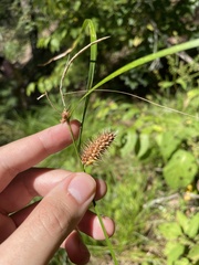 Carex lurida
