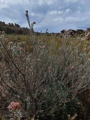 Leucospermum calligerum