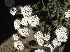 Lobularia maritima maritima