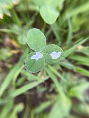 Porphyrosela minuta