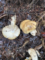 Tricholoma equestre