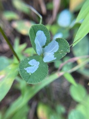 Porphyrosela minuta