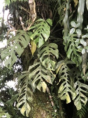 Monstera adansonii image