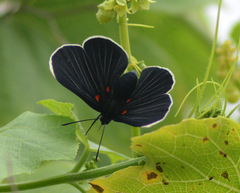 Melanis acroleuca acroleuca