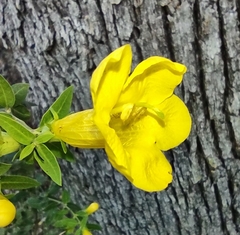 Aureolaria grandiflora