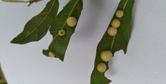 Belonocnema treatae