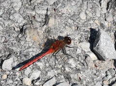 Sympetrum internum