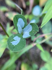 Porphyrosela minuta