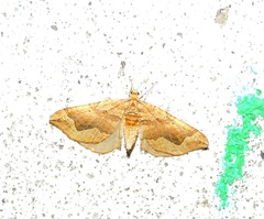 Pelurga comitata