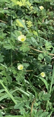 Kallstroemia