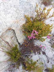 Erica corifolia
