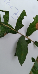 Belonocnema treatae